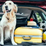 Essential-Checklist-for-Traveling-with-Your-Dog-car