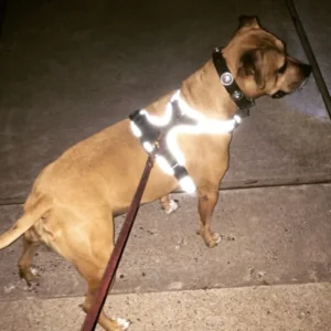 1233-sq3620514.2.td_size_1 Headlight Harness, Dog Harness with Built In LED Light