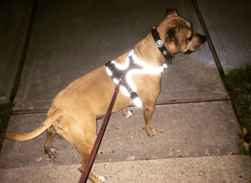 1233-sq3620514.2.td_size_1 Headlight Harness, Dog Harness with Built In LED Light