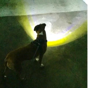 1233-sq3620514.3.td_size_1 Headlight Harness, Dog Harness with Built In LED Light