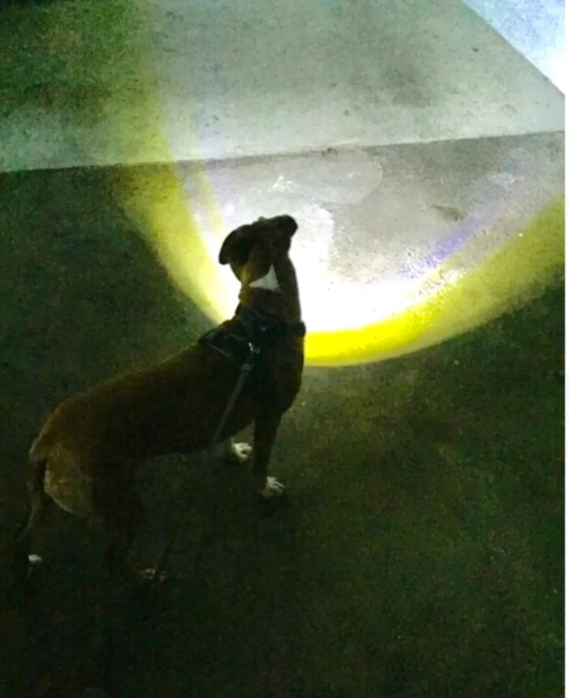 1233-sq3620514.3.td_size_1 Headlight Harness, Dog Harness with Built In LED Light
