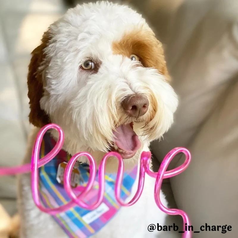 Pettz Colorful Plaid Bandana