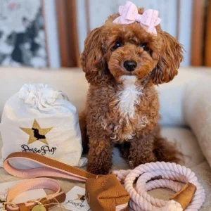 Pettz Bella Rose Dog Collar – Elegant Adjustable Pet Collar