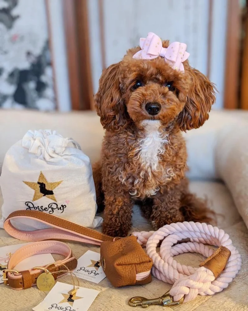 Pettz Bella Rose Dog Collar – Elegant Adjustable Pet Collar