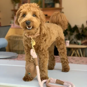 Pettz Bella Rose Dog Collar – Elegant Adjustable Pet Collar