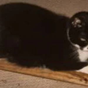 Wooden Cat Scratcher – Natural Pine Scratching Post for Cats