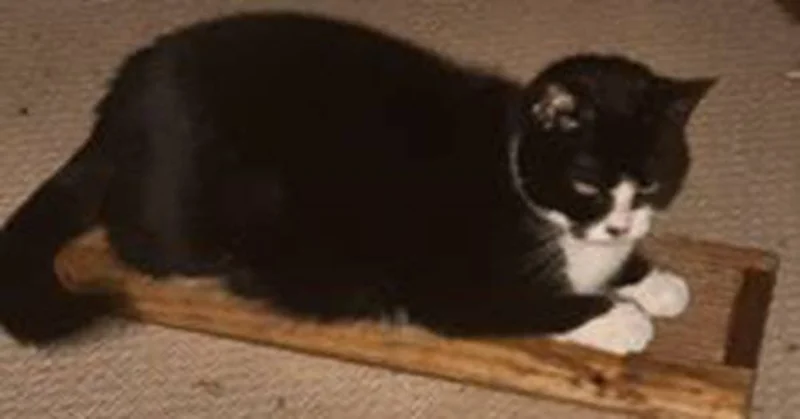 Wooden Cat Scratcher – Natural Pine Scratching Post for Cats