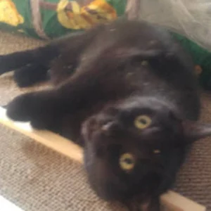 Wooden Cat Scratcher – Natural Pine Scratching Post for Cats