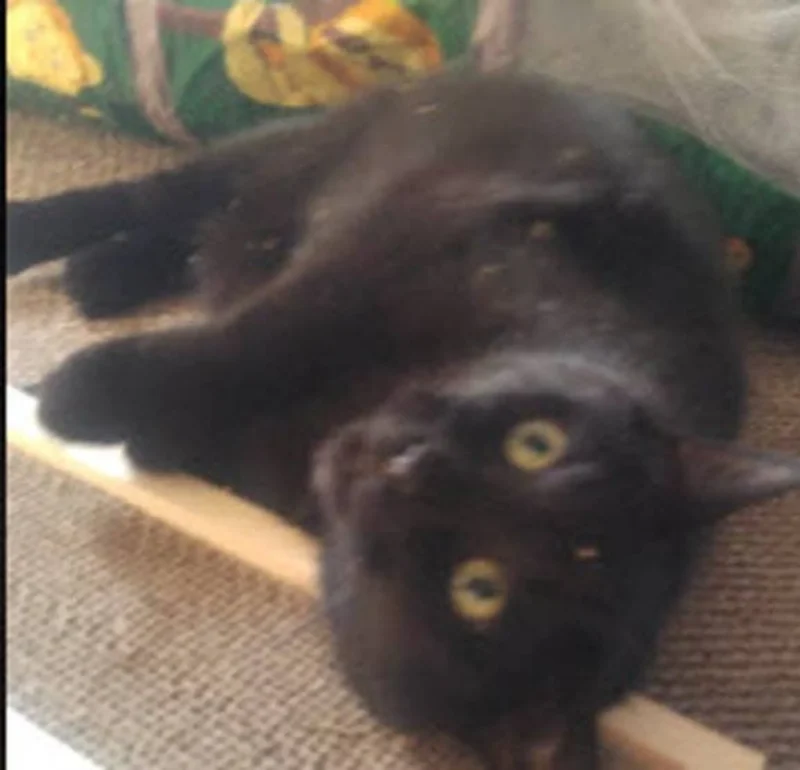 Wooden Cat Scratcher – Natural Pine Scratching Post for Cats