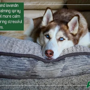 ALZOO Plant-Based Calming Spray Dog