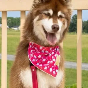 2668-aria0071.0.td_size_1 Red Mountain Syrah Dog Bandana