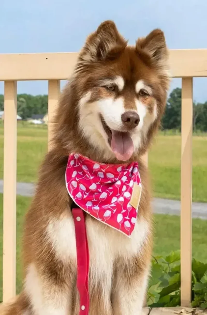 2668-aria0071.0.td_size_1 Red Mountain Syrah Dog Bandana