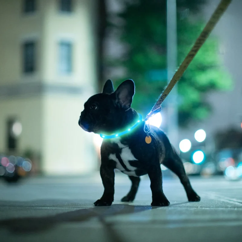 3239-PT_DogCollar35CM_GPCT4729.1.td_size_1 USB Rechargeable LED Dog Collar