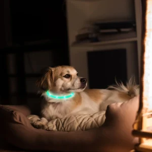 3239-PT_DogCollar35CM_GPCT4729.2.td_size_1 USB Rechargeable LED Dog Collar