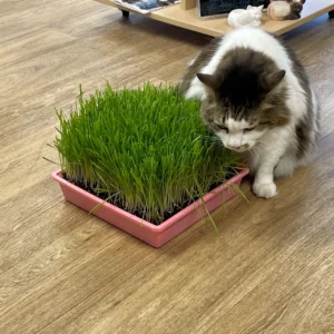 Cat Grass Trays