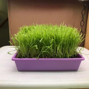 Cat Grass Trays