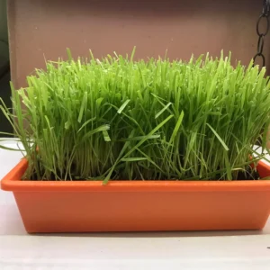 Cat Grass Trays