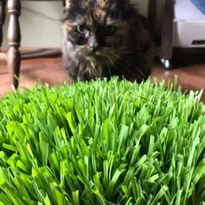 Cat Grass Trays