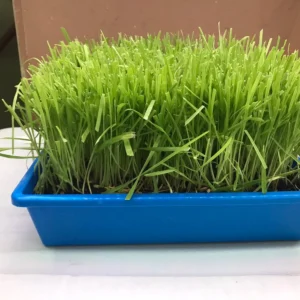 Cat Grass Trays