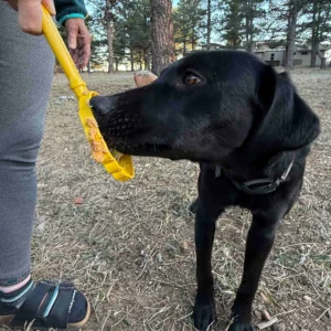56-SPPP-LSBH-700.2.td_size_1 eStick Hand-Held Dog Enrichment Toy - Interactive Lick Stick