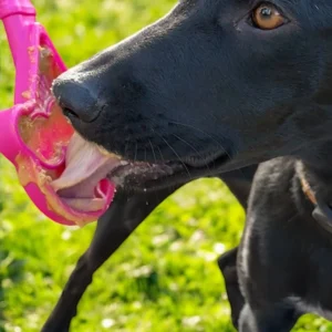 56-SPPP-LSBH-700.3.td_size_1 eStick Hand-Held Dog Enrichment Toy - Interactive Lick Stick
