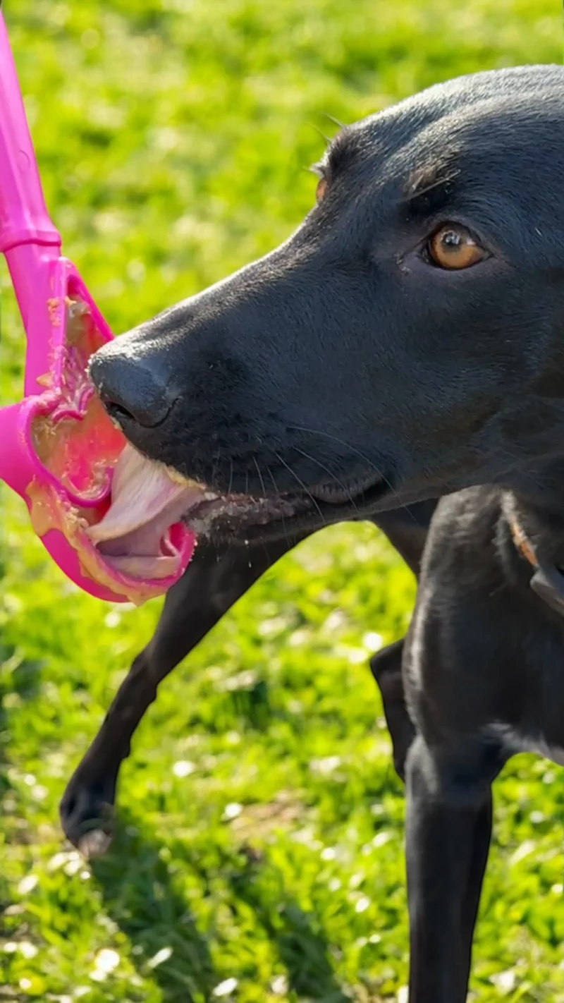 56-SPPP-LSBH-700.3.td_size_1 eStick Hand-Held Dog Enrichment Toy - Interactive Lick Stick