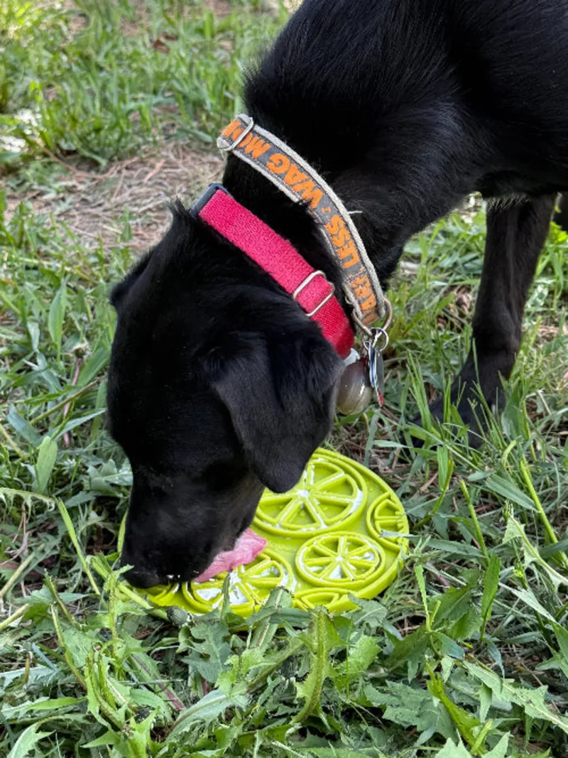 56-SPT-EMCIT-301.4.td_size_1 Citrus Design eMat - Enrichment Lick Mat For Dogs and Cats